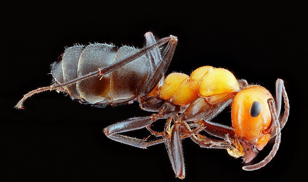 Ant Control service in Ogden, UT