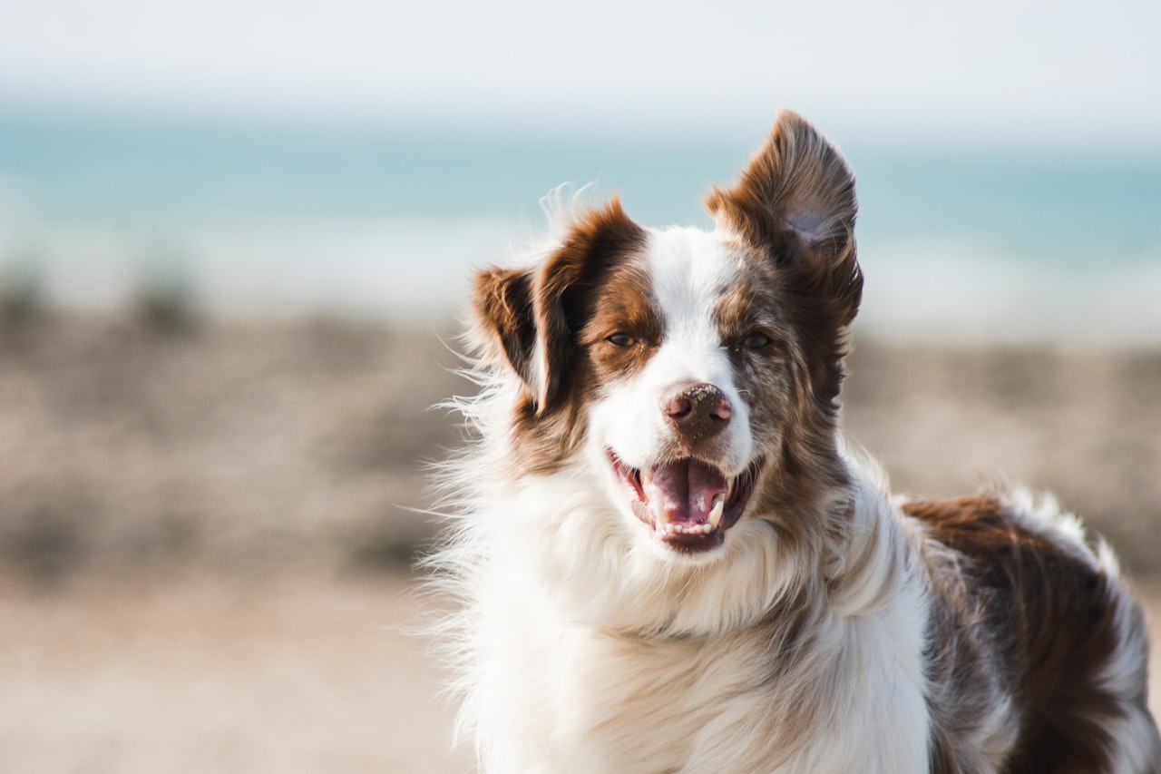 Flea & Tick Control service in Ogden, UT