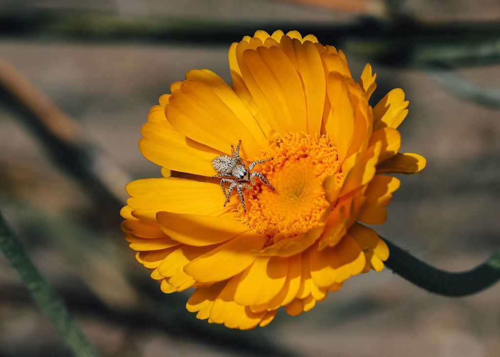 Spider Control service in Ogden, UT